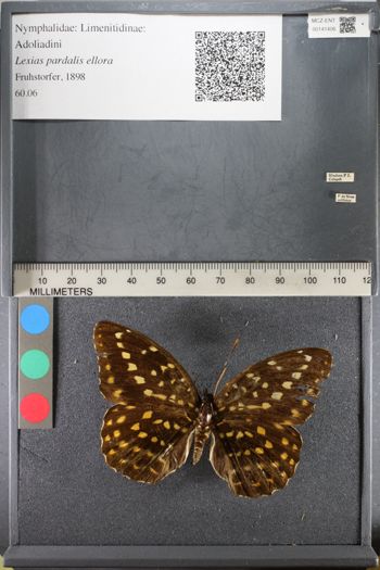 Media type: image;   Entomology 141406